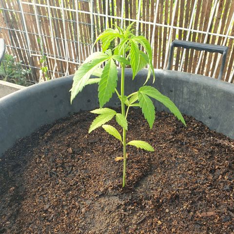 Crystal M.E.T.H. 1 growlog timeline photo