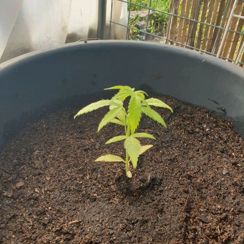 Crystal M.E.T.H. 2 growlog timeline photo