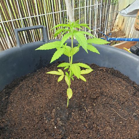 Génétique inconnue growlog timeline photo