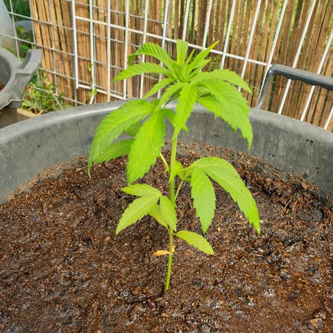 Crystal M.E.T.H. 1 growlog timeline photo