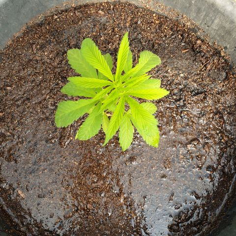 Crystal M.E.T.H. 1 growlog timeline photo