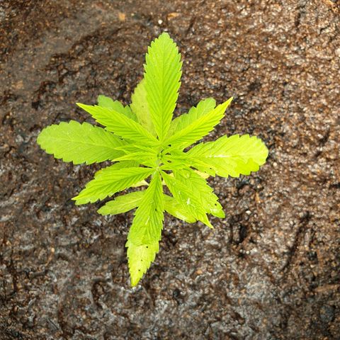 Crystal M.E.T.H. 2 growlog timeline photo
