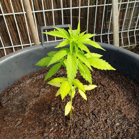 Génétique inconnue growlog timeline photo