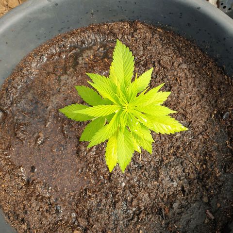 Génétique inconnue growlog timeline photo