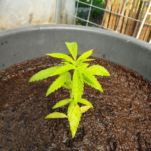 Crystal M.E.T.H. 2 growlog timeline photo
