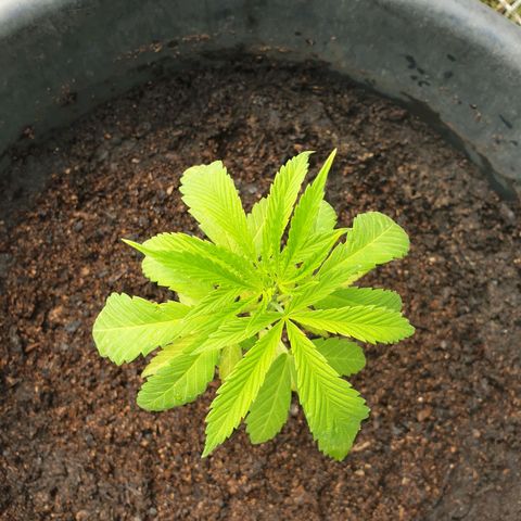 Crystal M.E.T.H. 1 growlog timeline photo