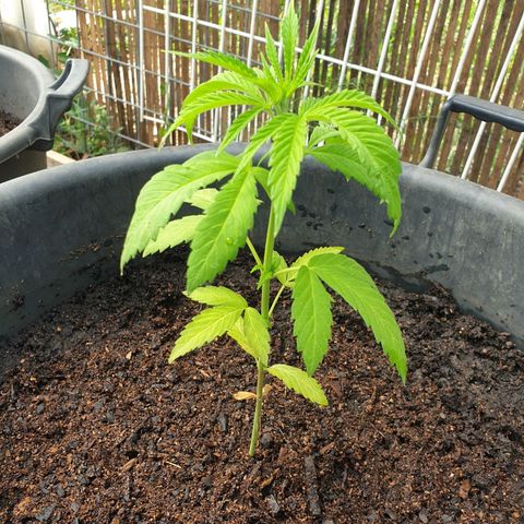 Crystal M.E.T.H. 1 growlog timeline photo