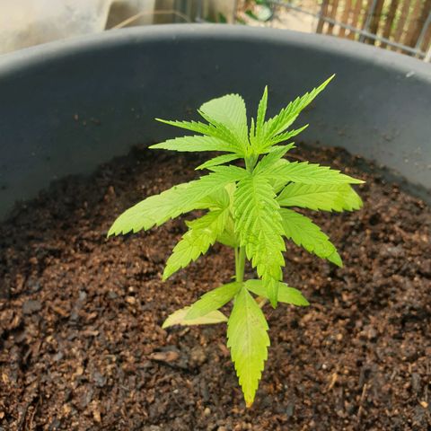 Crystal M.E.T.H. 2 growlog timeline photo