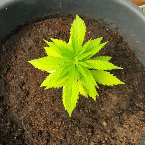 Génétique inconnue growlog timeline photo