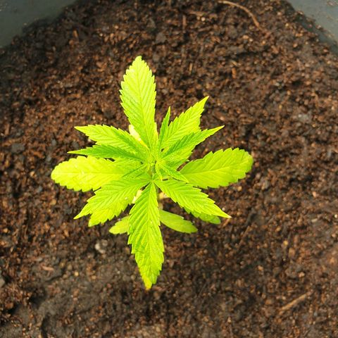 Crystal M.E.T.H. 2 growlog timeline photo