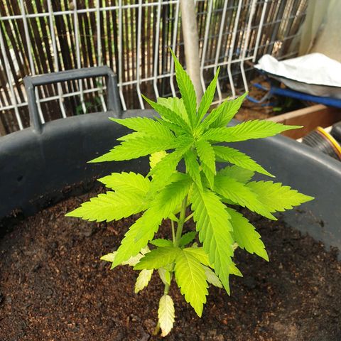 Génétique inconnue growlog timeline photo