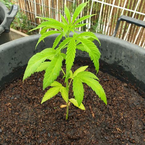 Crystal M.E.T.H. 1 growlog timeline photo