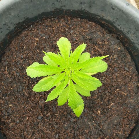 Crystal M.E.T.H. 1 growlog timeline photo