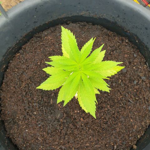 Génétique inconnue growlog timeline photo