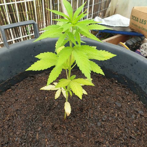 Génétique inconnue growlog timeline photo