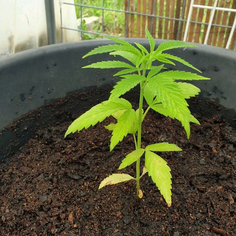 Crystal M.E.T.H. 2 growlog timeline photo