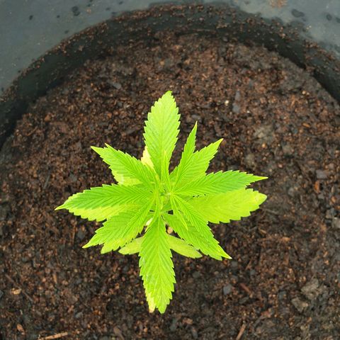 Crystal M.E.T.H. 2 growlog timeline photo