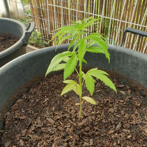 Crystal M.E.T.H. 1 growlog timeline photo