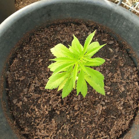 Crystal M.E.T.H. 1 growlog timeline photo