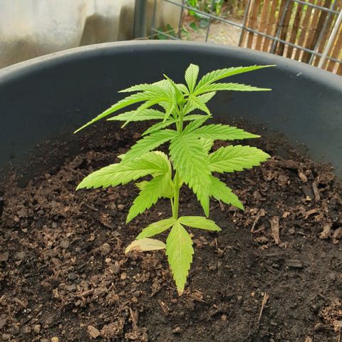 Crystal M.E.T.H. 2 growlog timeline photo
