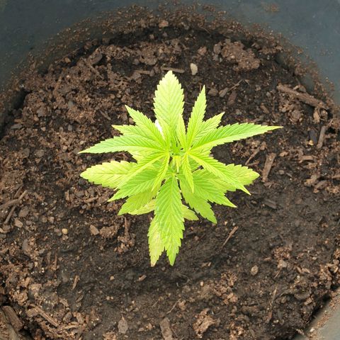 Crystal M.E.T.H. 2 growlog timeline photo