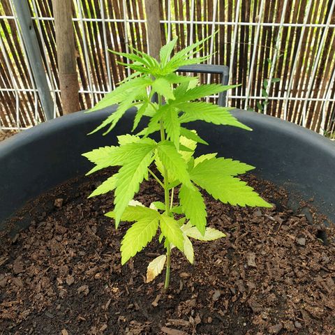 Génétique inconnue growlog timeline photo