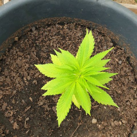 Génétique inconnue growlog timeline photo