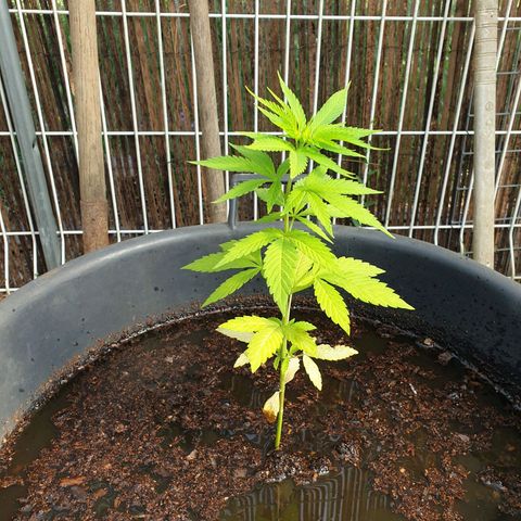 Génétique inconnue growlog timeline photo