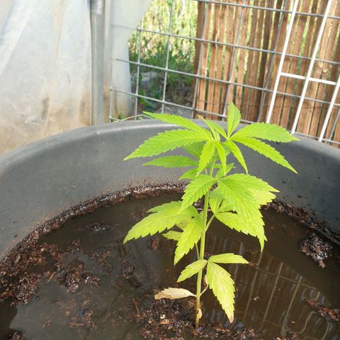 Crystal M.E.T.H. 2 growlog timeline photo