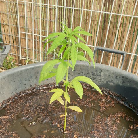 Crystal M.E.T.H. 1 growlog timeline photo