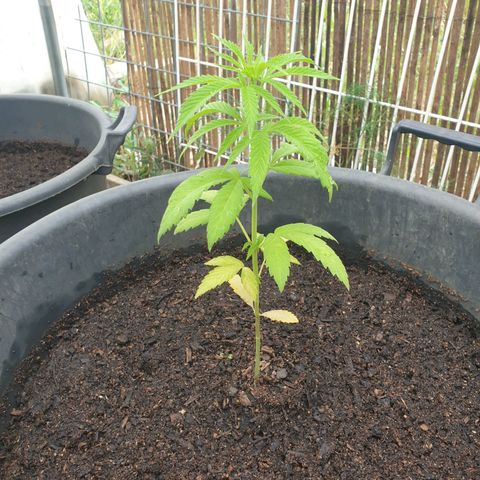Crystal M.E.T.H. 1 growlog timeline photo