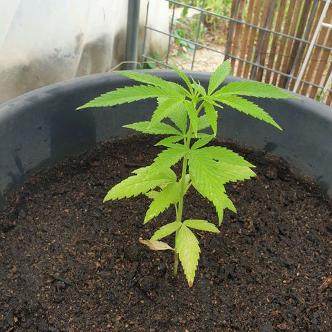 Crystal M.E.T.H. 2 growlog timeline photo
