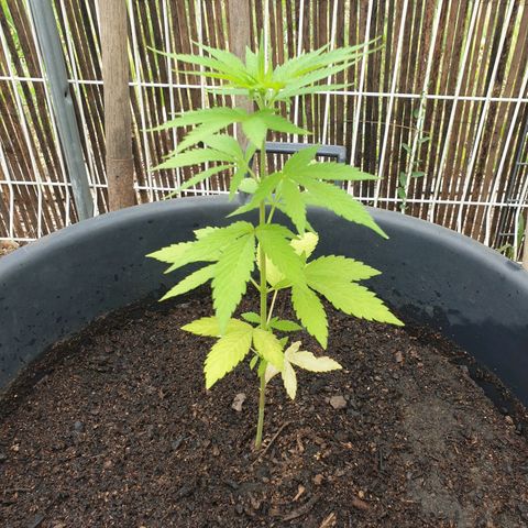 Génétique inconnue growlog timeline photo