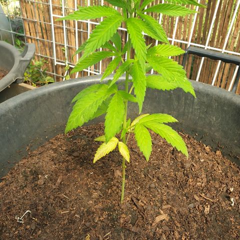 Crystal M.E.T.H. 1 growlog timeline photo