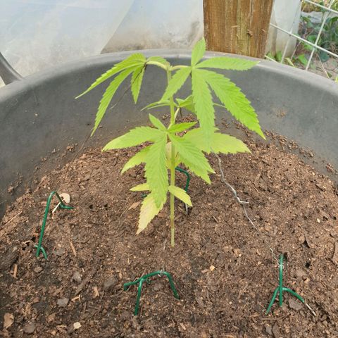 Crystal M.E.T.H. 2 growlog timeline photo