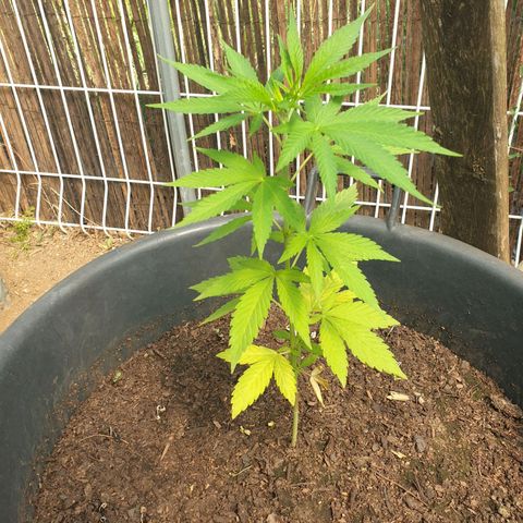 Génétique inconnue growlog timeline photo
