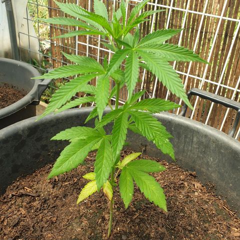 Crystal M.E.T.H. 1 growlog timeline photo