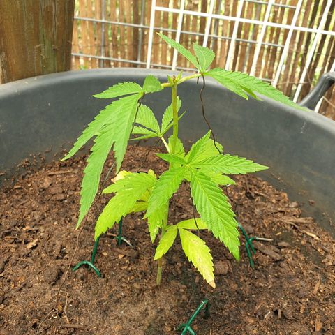 Crystal M.E.T.H. 2 growlog timeline photo