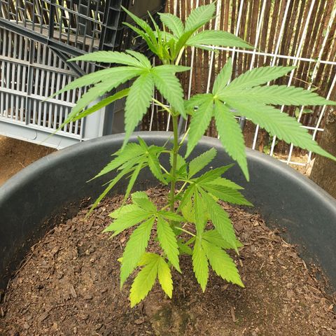 Génétique inconnue growlog timeline photo