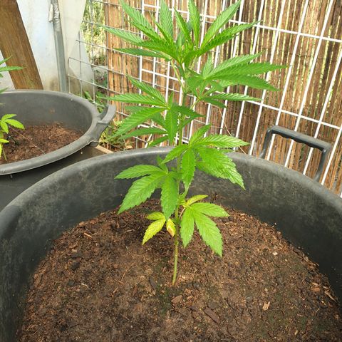 Crystal M.E.T.H. 1 growlog timeline photo