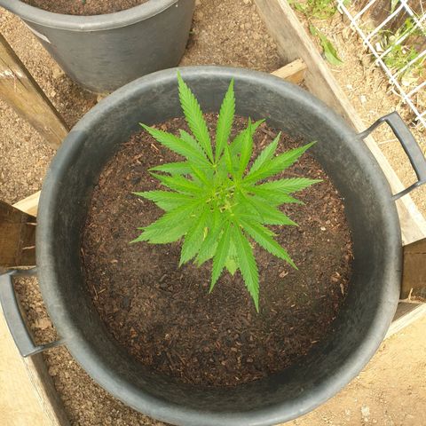 Crystal M.E.T.H. 1 growlog timeline photo