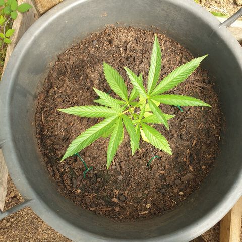 Crystal M.E.T.H. 2 growlog timeline photo