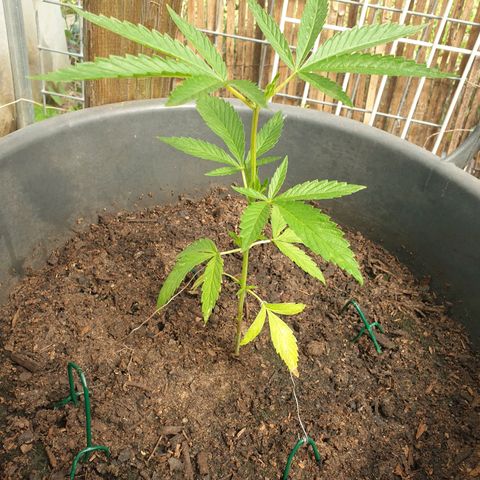Crystal M.E.T.H. 2 growlog timeline photo