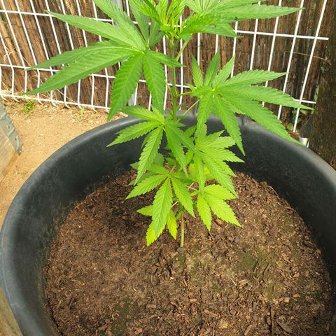 Génétique inconnue growlog timeline photo