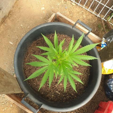 Génétique inconnue growlog timeline photo