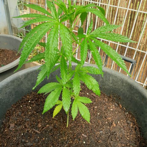 Crystal M.E.T.H. 1 growlog timeline photo