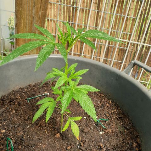 Crystal M.E.T.H. 2 growlog timeline photo
