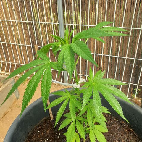 Génétique inconnue growlog timeline photo