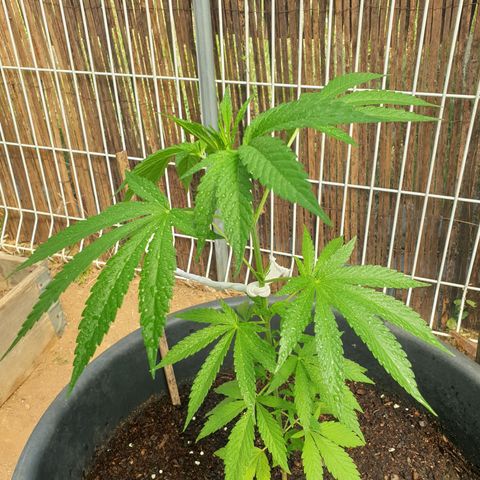 Génétique inconnue growlog timeline photo