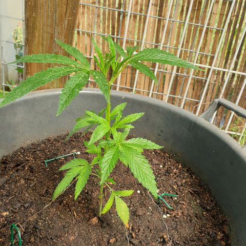 Crystal M.E.T.H. 2 growlog timeline photo